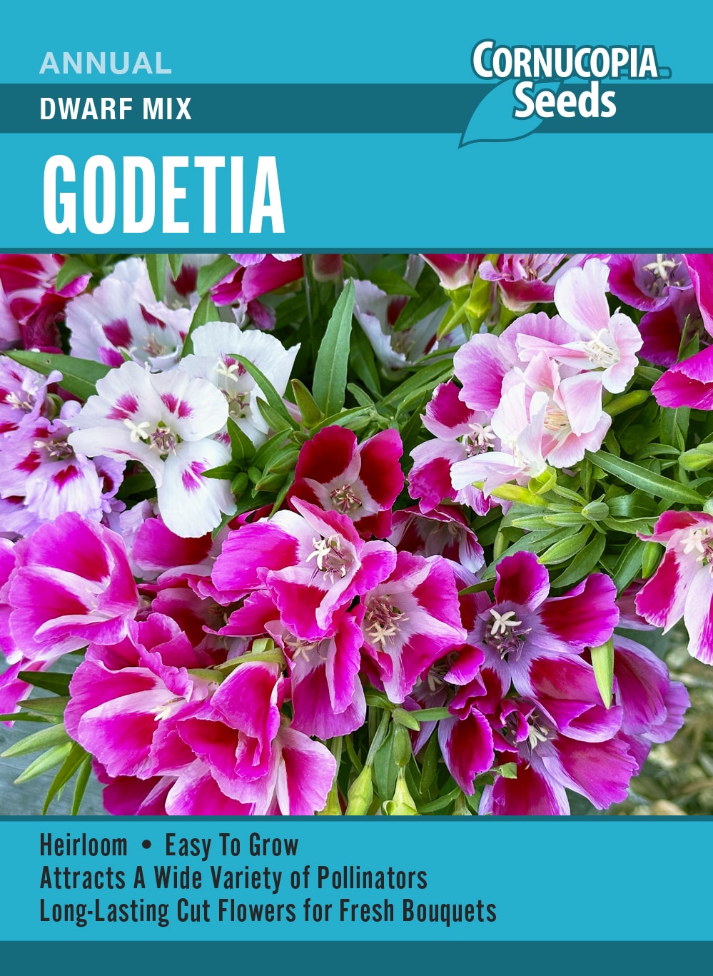 Visuel officiel de Cornucopia associé aux semences de Godétie Dwarf Mix, référence CS393. Les plantes buissonnantes atteignent environ 45 à 60 cm (18 à 24 po). Le semencier recommande un semis en saison fraîche dans un sol drainé. Les touffes établies tolèrent les périodes sèches. Cette image accompagne la fiche de cette sélection et permet de repérer le produit correspondant dans le catalogue de semences.
