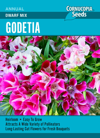 Visuel officiel de Cornucopia associé aux semences de Godétie Dwarf Mix, référence CS393. Les plantes buissonnantes atteignent environ 45 à 60 cm (18 à 24 po). Le semencier recommande un semis en saison fraîche dans un sol drainé. Les touffes établies tolèrent les périodes sèches. Cette image accompagne la fiche de cette sélection et permet de repérer le produit correspondant dans le catalogue de semences.