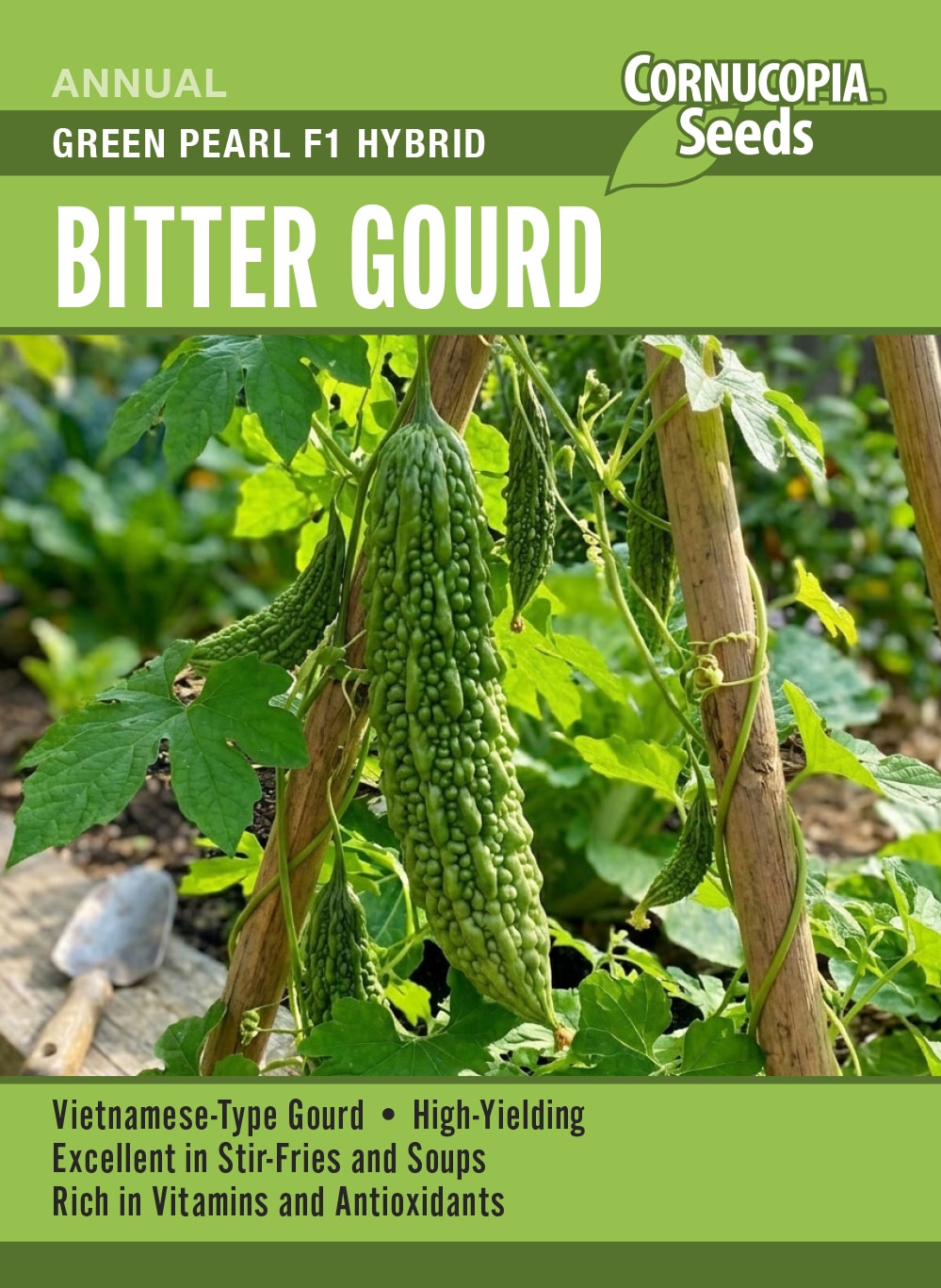 Visuel officiel de Cornucopia associé aux semences de Margose ‘Green Pearl’, référence CS394. Cette margose hybride se cultive sur un support dans un endroit chaud et ensoleillé. Les fruits se récoltent jeunes, fermes et vert brillant, avant de devenir jaunes ou orange. Le palissage facilite leur observation et leur cueillette.