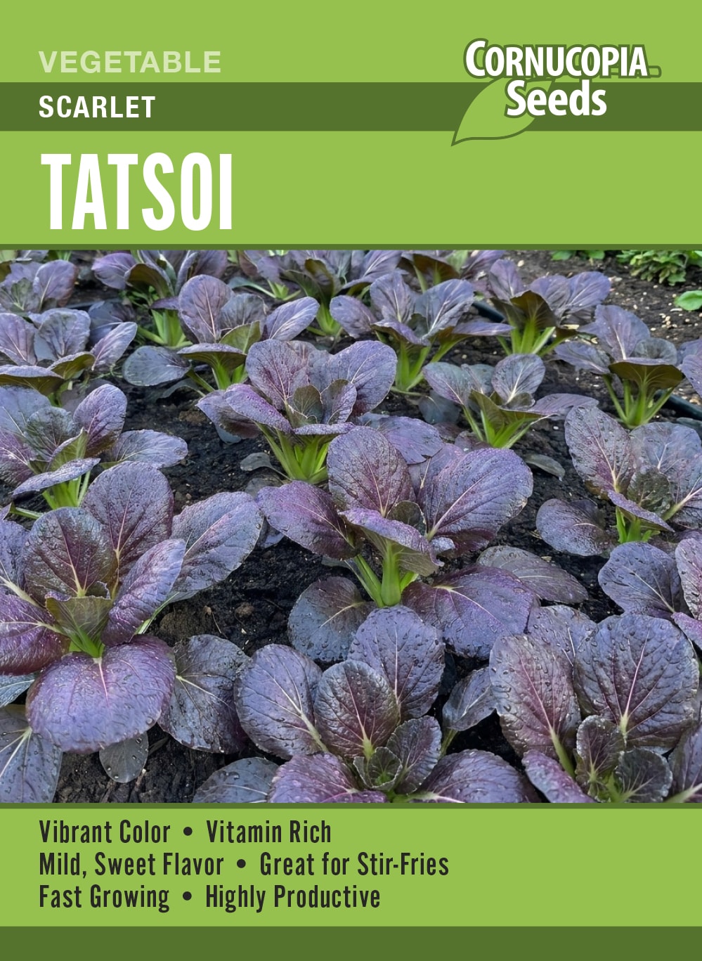 Visuel officiel de Cornucopia associé aux semences de Tatsoï ‘Scarlet’, référence CS397. Ce tatsoï se cultive pendant les périodes fraîches dans un sol fertile et drainé. Le semencier recommande d’éclaircir les jeunes plants pour laisser les rosettes se développer. Les récoltes peuvent être organisées au printemps et en fin de saison.