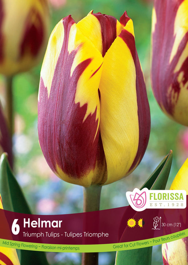Tulipe Helmar