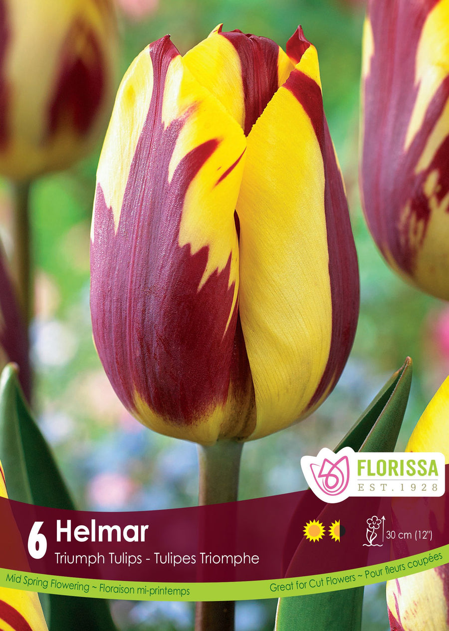 Helmar Tulip