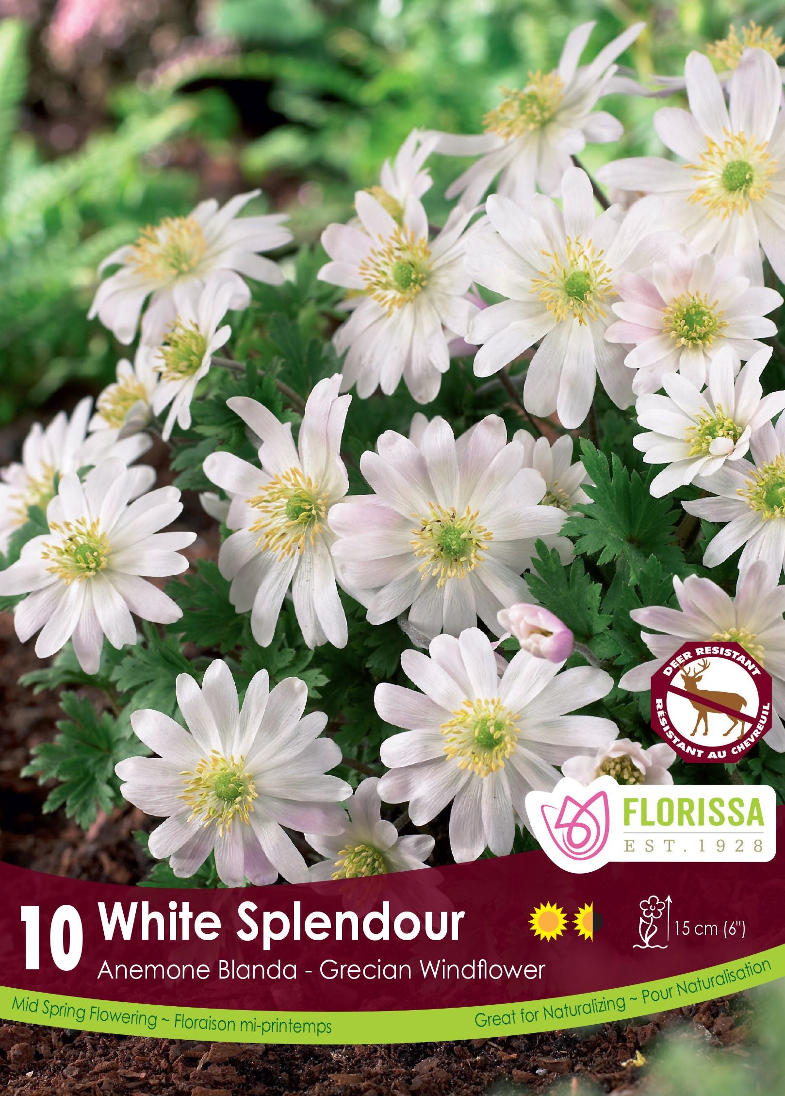 Anémone Blanda White Splendour (<em>Anemone blanda</em> ‘White Splendour’)