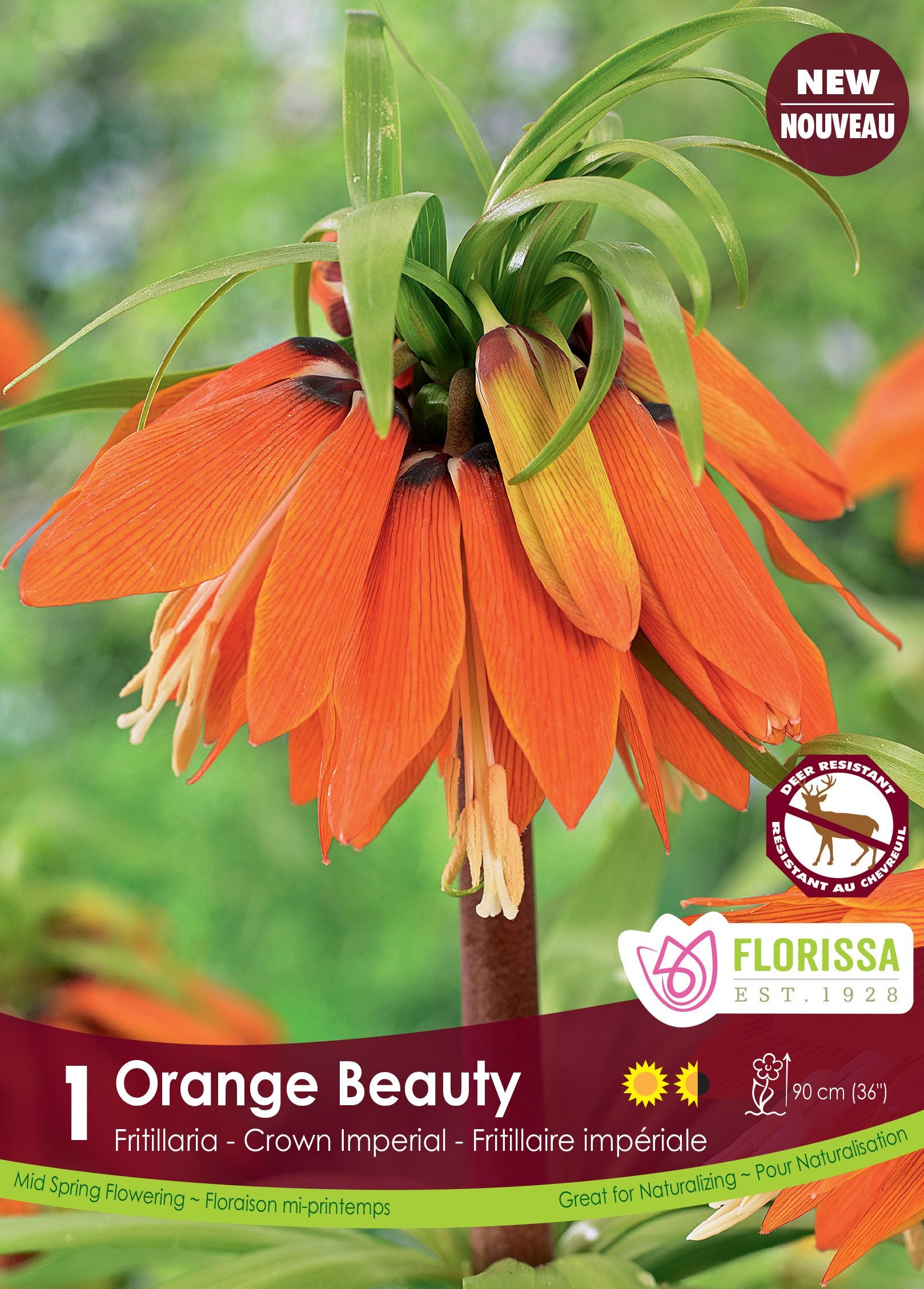 Fritillaire impériale ‘Orange Beauty’ (<em>Fritillaria imperialis</em> ‘Orange Beauty’)