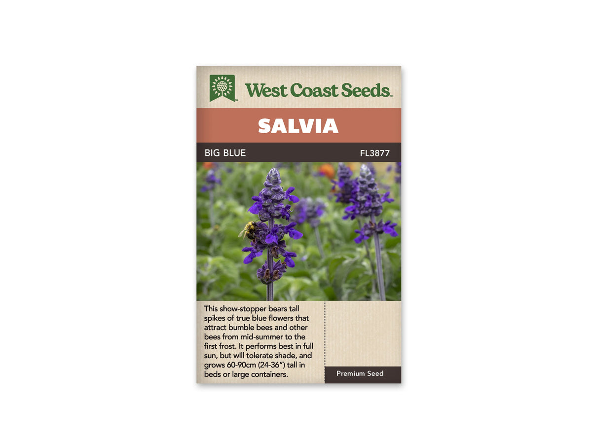 Le sachet West Coast Seeds présente plusieurs épis dressés de sauge bleu violet. De petites fleurs tubulaires sortent des groupes serrés de calices, avec un bourdon visible sur l'épi au premier plan. Le feuillage vert et les épis en arrière-plan sont légèrement flous. Le bandeau porte le nom Big Blue et la référence FL3877.