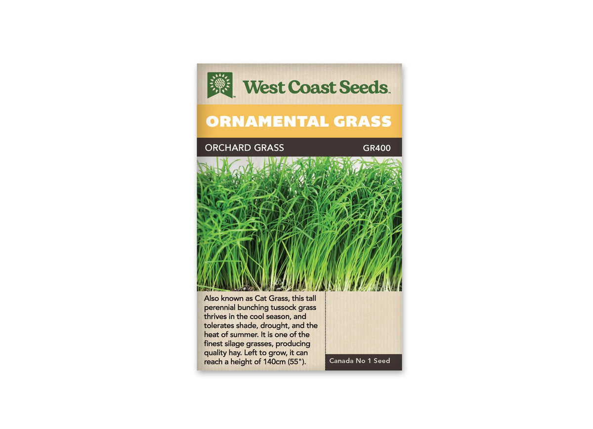 Sachet West Coast Seeds Orchard Grass montrant un semis dense de jeunes brins verts. Les feuilles longues et étroites s’entrecroisent au-dessus de petites bases pâles. Un peu de terre sombre est visible au bas de la photo. Aucune inflorescence n’apparaît; l’image met en valeur la croissance feuillée de cette graminée.