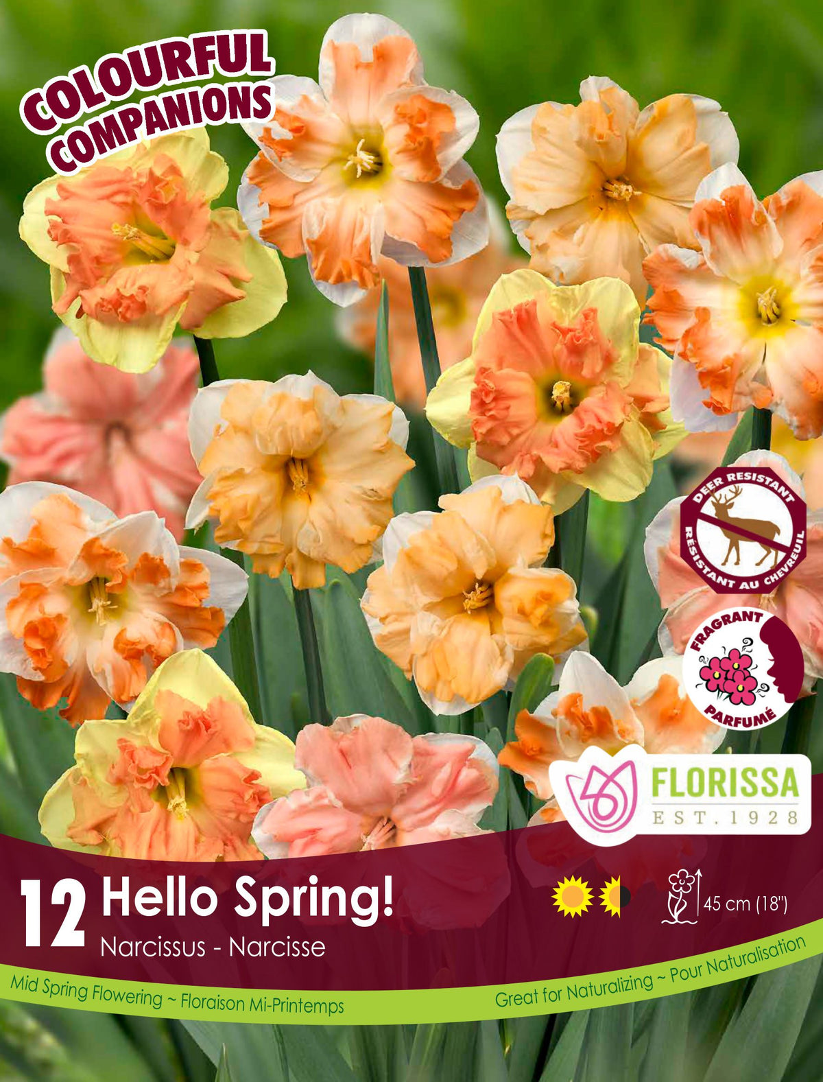 Mélange de narcisses ‘Hello Spring’ ( Narcissus spp.) : des narcisses aux couronnes ouvertes dans des tons orange, crème et saumon. Le visuel Florissa présente la plante et son nom dans la partie inférieure de l’étiquette. La photographie occupe presque toute la surface, tandis que le bandeau du bas rassemble les indications du produit. Cette vue permet de reconnaître son apparence et de distinguer la variété présentée.