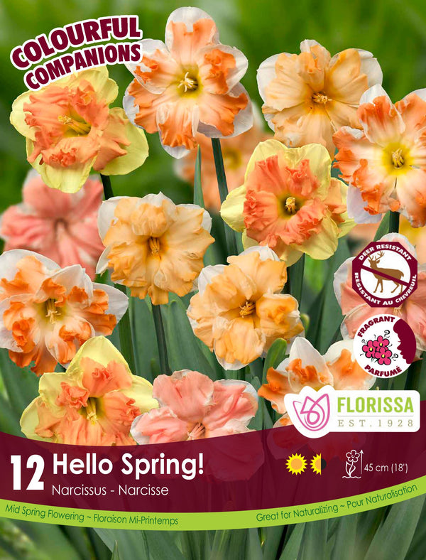 Narcissus mix 'Hello Spring'