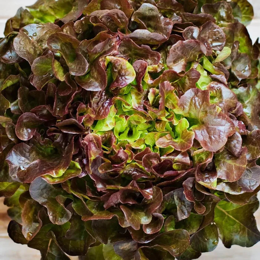 Semences Hortinova de Laitue feuille de chêne rouge 'Red Pick', produit destiné au potager et présenté pour identifier clairement le cultivar avant le semis. Vue 1 de l'emballage ou du produit, à utiliser comme repère visuel avec les conseils de culture, l'exposition, l'arrosage et la récolte indiqués dans la fiche française de Pépinière.ca.