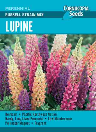 Visuel officiel de Cornucopia associé aux semences de Lupin Russell Strain Mix, référence CS401. Ce mélange de lupins peut être semé tôt au printemps dans les régions à hiver froid. Le semencier recommande de limiter les perturbations des racines lors du repiquage. Les plants développent d’abord une rosette de feuilles.