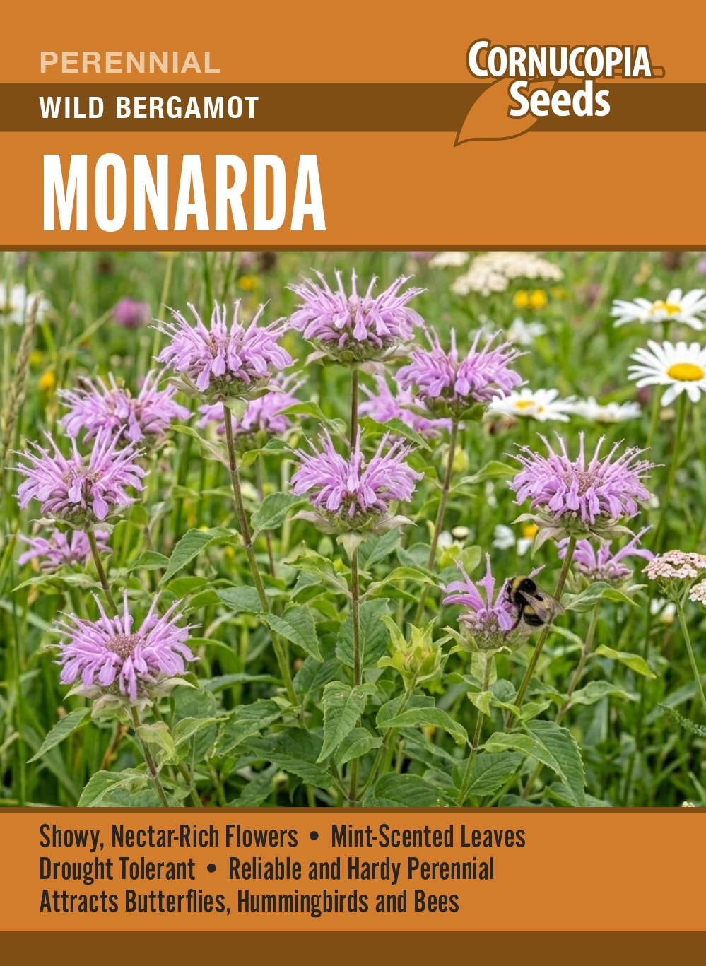 Visuel officiel de Cornucopia associé aux semences de Monarde fistuleuse, référence CS403. Le semencier recommande un semis pendant les périodes fraîches ou une stratification humide au froid avant un démarrage à l’intérieur. Les jeunes plants sont ensuite espacés pour permettre leur développement. Les fleurs apportent de la hauteur aux plantations.