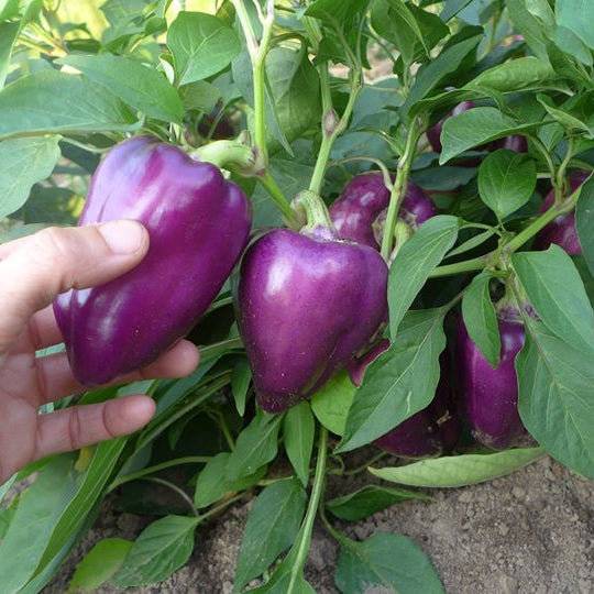 Poivron mauve ‘Oda’ (Capsicum annuum)