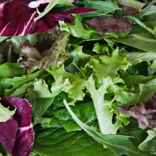 mixed mesclun on a ribbon