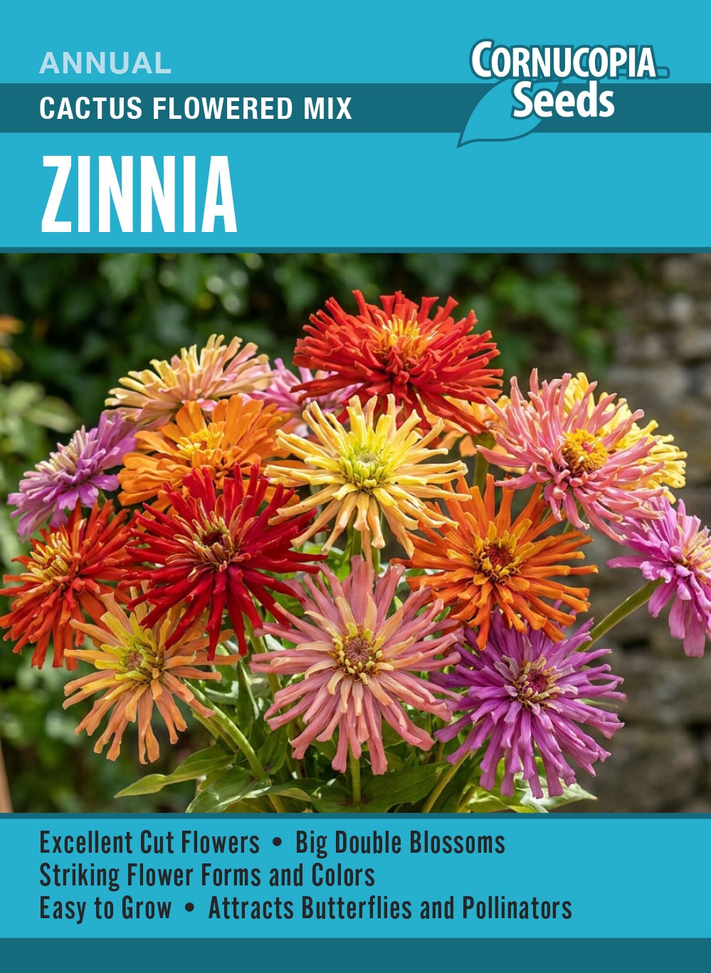 Visuel officiel de Cornucopia associé aux semences de Zinnia cactus Cactus Flowered Mix, référence CS417. Ce mélange de zinnias de type cactus peut être commencé à l’intérieur ou semé directement lorsque les nuits sont douces. Les fleurs se coupent à mesure de leur ouverture. La suppression des fleurs fanées favorise le renouvellement de la floraison.