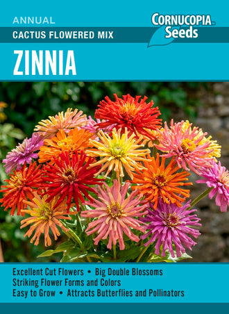 Visuel officiel de Cornucopia associé aux semences de Zinnia cactus Cactus Flowered Mix, référence CS417. Ce mélange de zinnias de type cactus peut être commencé à l’intérieur ou semé directement lorsque les nuits sont douces. Les fleurs se coupent à mesure de leur ouverture. La suppression des fleurs fanées favorise le renouvellement de la floraison.