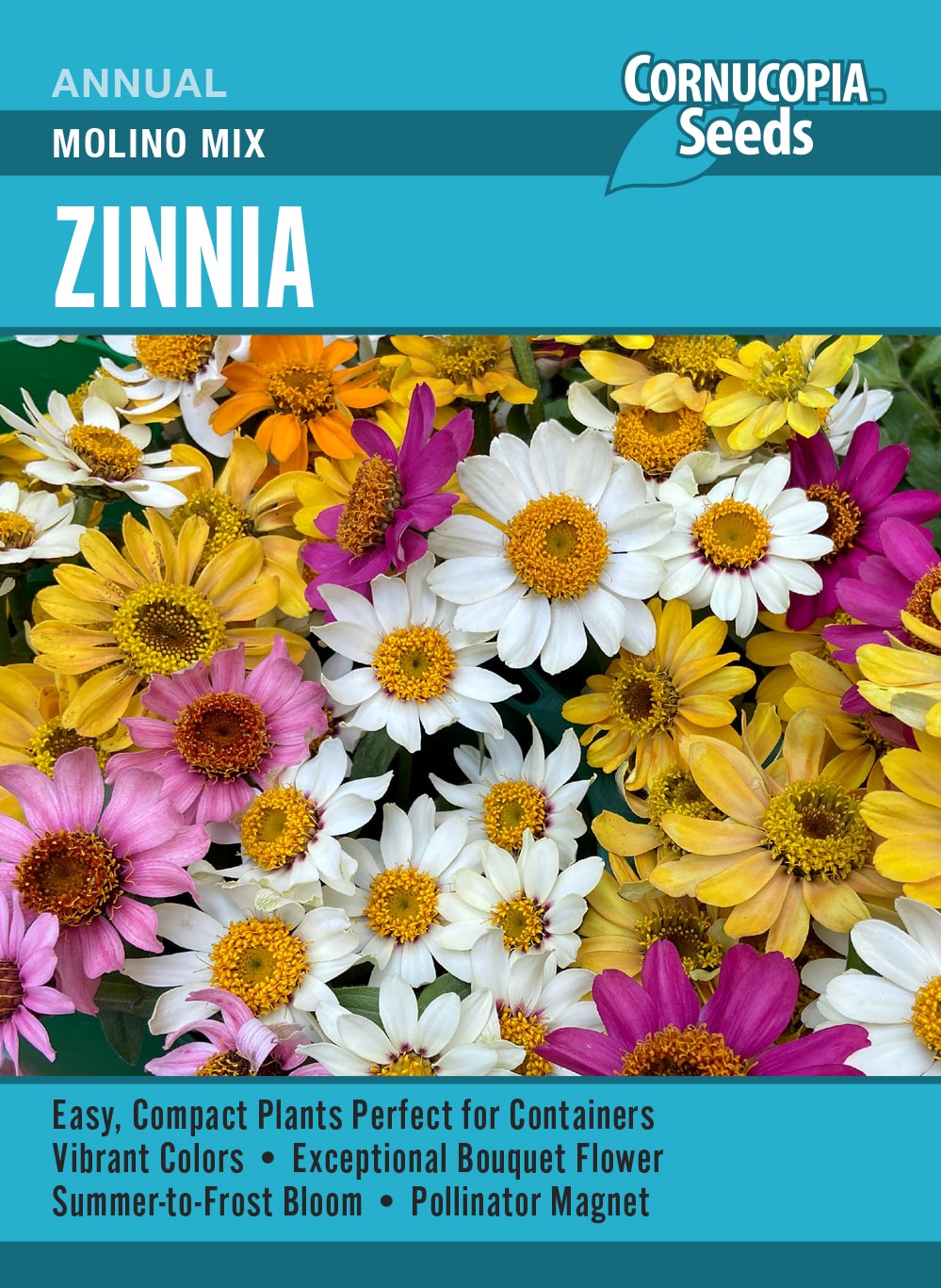 Visuel officiel de Cornucopia associé aux semences de Zinnia Molino Mix, référence CS418. Ce mélange peut être cultivé en pleine terre ou en contenant. Le semencier recommande un sol fertile et drainé ainsi qu’un arrosage régulier au pied des plantes. Les jeunes plants doivent être éclaircis pour disposer de suffisamment d’espace.