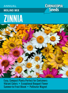 Visuel officiel de Cornucopia associé aux semences de Zinnia Molino Mix, référence CS418. Ce mélange peut être cultivé en pleine terre ou en contenant. Le semencier recommande un sol fertile et drainé ainsi qu’un arrosage régulier au pied des plantes. Les jeunes plants doivent être éclaircis pour disposer de suffisamment d’espace.