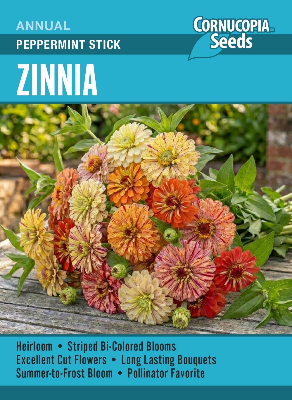 Visuel officiel de Cornucopia associé aux semences de Zinnia Peppermint Stick, référence CS419. Cette sélection peut être semée directement après les gelées ou commencée à l’intérieur. Les fleurs se récoltent pour les bouquets à mesure de leur ouverture. Un espacement suffisant et des arrosages réguliers favorisent le développement des plantes.
