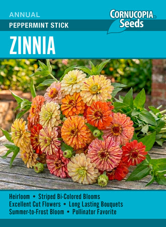 Visuel officiel de Cornucopia associé aux semences de Zinnia Peppermint Stick, référence CS419. Cette sélection peut être semée directement après les gelées ou commencée à l’intérieur. Les fleurs se récoltent pour les bouquets à mesure de leur ouverture. Un espacement suffisant et des arrosages réguliers favorisent le développement des plantes.
