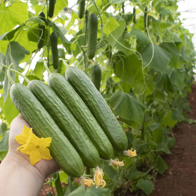 Semences Hortinova de Concombre libanais 'Efendi' F1, produit destiné au potager et présenté pour identifier clairement le cultivar avant le semis. Vue 1 de l'emballage ou du produit, à utiliser comme repère visuel avec les conseils de culture, l'exposition, l'arrosage et la récolte indiqués dans la fiche française de Pépinière.ca.