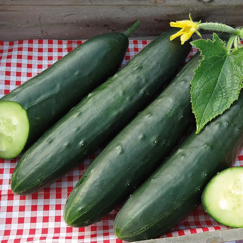Semences Hortinova de Concombre 'Murza' F1, produit destiné au potager et présenté pour identifier clairement le cultivar avant le semis. Vue 1 de l'emballage ou du produit, à utiliser comme repère visuel avec les conseils de culture, l'exposition, l'arrosage et la récolte indiqués dans la fiche française de Pépinière.ca. Pour Concombre 'Murza' F1, des observations régulières permettent d'ajuster les soins aux conditions réelles du jardin.