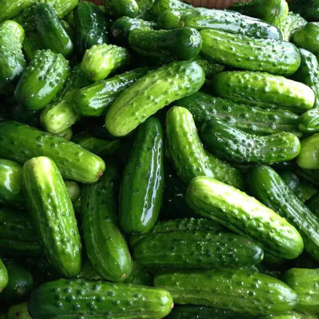 Semences Hortinova de Concombre à cornichon 'Bodina' F1, produit destiné au potager et présenté pour identifier clairement le cultivar avant le semis. Vue 1 de l'emballage ou du produit, à utiliser comme repère visuel avec les conseils de culture, l'exposition, l'arrosage et la récolte indiqués dans la fiche française de Pépinière.ca.