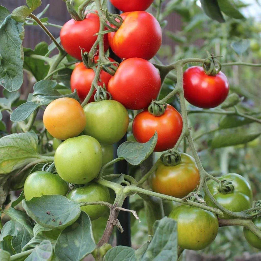 Semences Hortinova de Tomate ronde 'Harzfeuer' F1, produit destiné au potager et présenté pour identifier clairement le cultivar avant le semis. Vue 1 de l'emballage ou du produit, à utiliser comme repère visuel avec les conseils de culture, l'exposition, l'arrosage et la récolte indiqués dans la fiche française de Pépinière.ca.