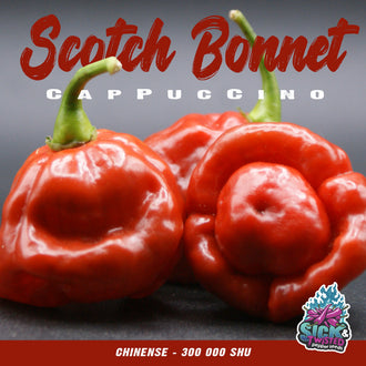 Vue rapprochée de Piment fort ‘Scotch Bonnet Cappuccino’ cultivé au soleil, avec un feuillage vert sain et des fruits caractéristiques bien visibles. La photo montre la forme, la couleur et le stade de maturité typiques de la variété sur un plant vigoureux. Les fruits se détachent nettement du feuillage et illustrent l’apparence recherchée au moment de la récolte.