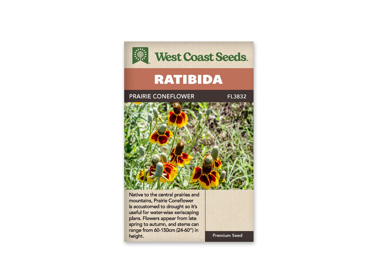 Le sachet West Coast Seeds montre plusieurs ratibidas aux pétales retombants rouge brun bordés de jaune. Chaque fleur porte un cône central allongé, brun ou encore verdâtre selon son stade. Des tiges fines et du feuillage vert se mêlent autour des capitules. Le bandeau indique Prairie Coneflower et la référence FL3832 au-dessus de la photographie.