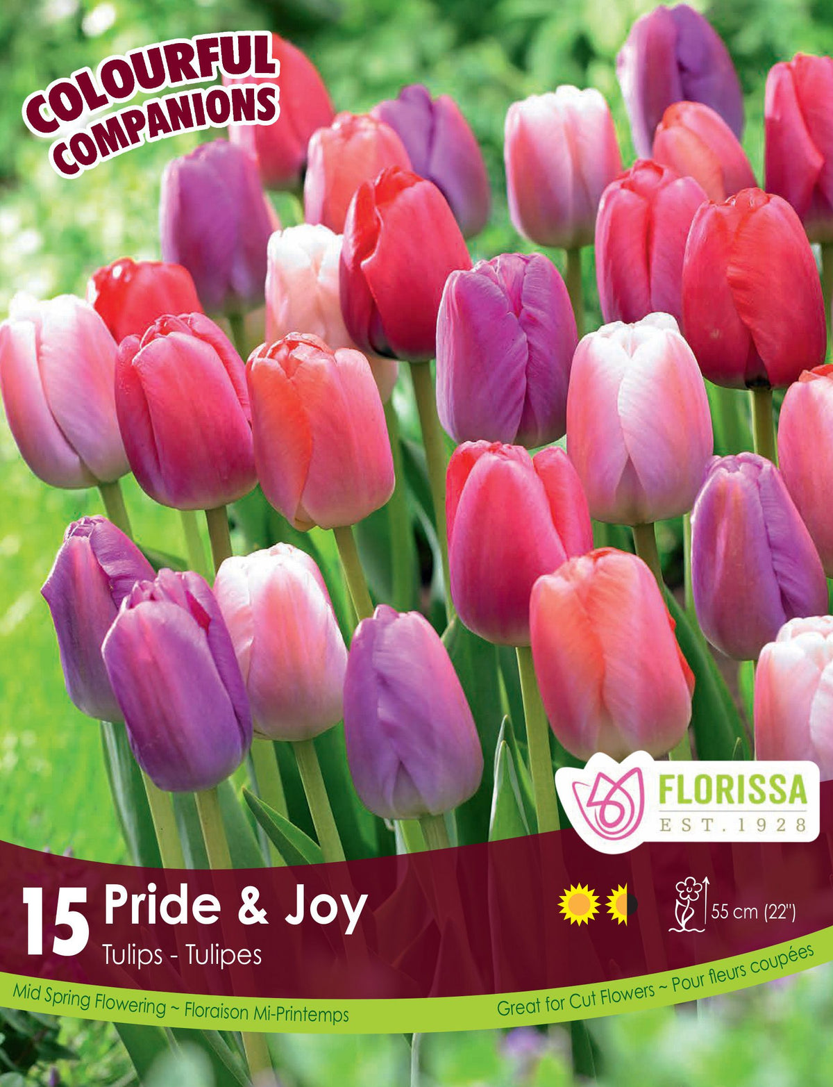 Harmonie florale Pride & Joy (<em>Tulipa</em> spp.)