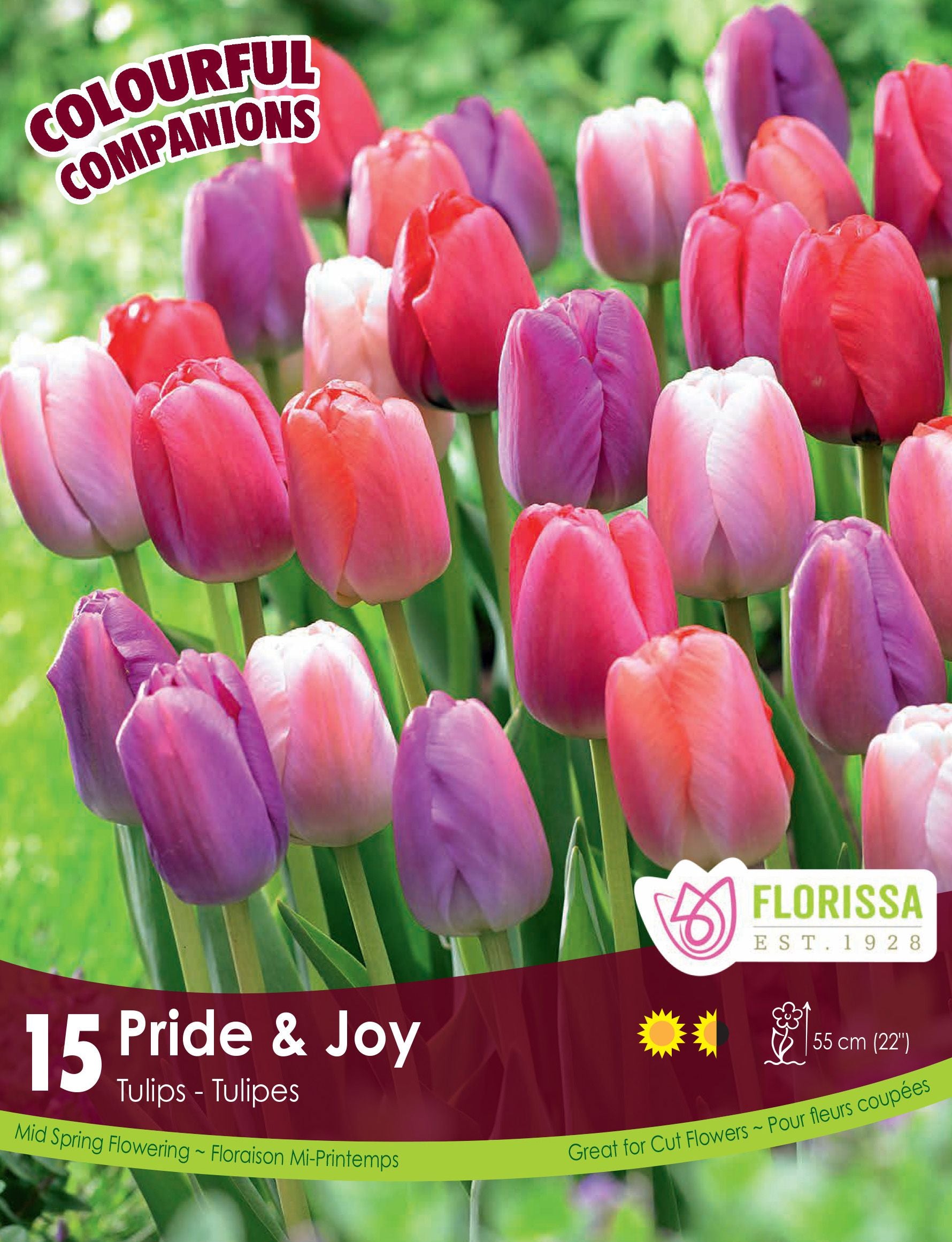 Harmonie florale Pride & Joy (<em>Tulipa</em> spp.)