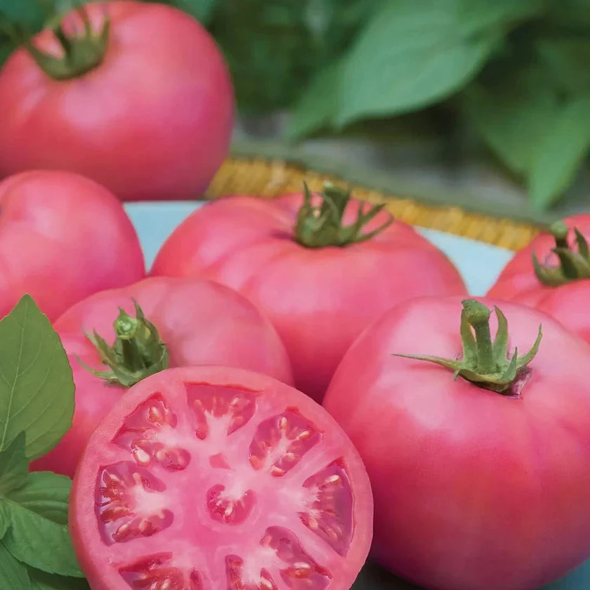Semences Hortinova de Tomate beefsteak 'Rosamunde' F1, produit destiné au potager et présenté pour identifier clairement le cultivar avant le semis. Vue 1 de l'emballage ou du produit, à utiliser comme repère visuel avec les conseils de culture, l'exposition, l'arrosage et la récolte indiqués dans la fiche française de Pépinière.ca.