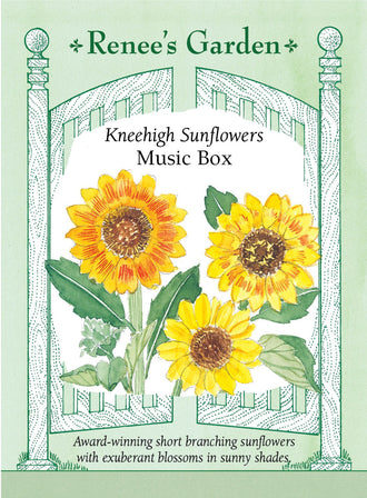 Visuel officiel de Renee's Garden associé aux semences de Tournesols en mélange Music Box, référence RN5001. Les plantes courtes et ramifiées portent des fleurs d’environ 10 à 13 cm (4 à 5 po). Ce mélange comprend du jaune, du doré, du crème et des fleurs bronze et or. Les centres chocolat soulignent les pétales colorés.