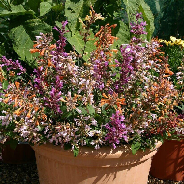 OSC Seeds | Fragrant Delight Mix Agastache – Pépinière.ca