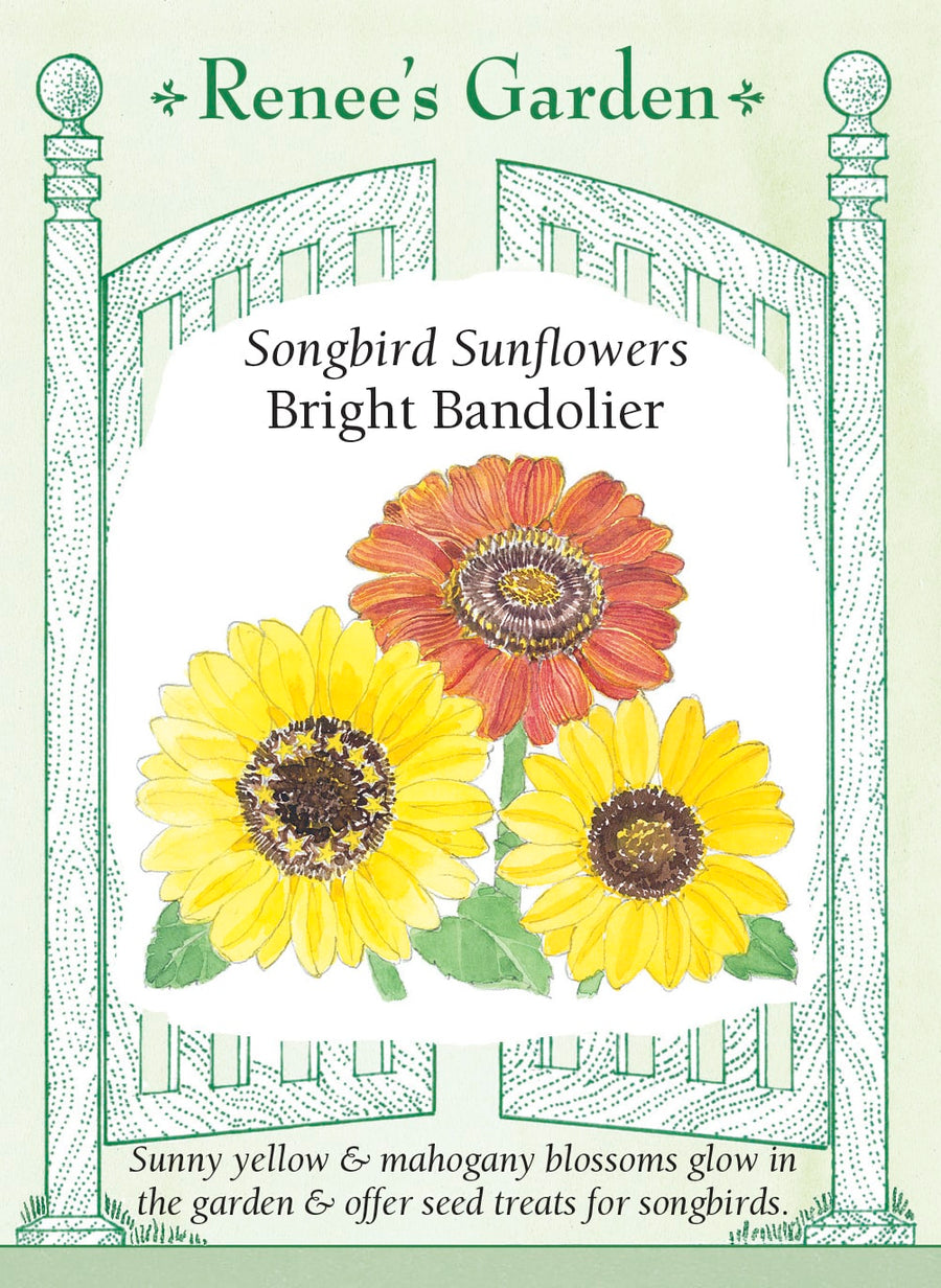 Visuel officiel de Renee's Garden associé aux semences de Tournesols en mélange Bright Bandolier, référence RN5002. Ce mélange associe des fleurs jaune lumineux et acajou aux centres chocolat. Les grandes fleurs donnent de la hauteur aux massifs et peuvent être coupées pour les bouquets. Les capitules laissés à maturité fournissent des graines aux oiseaux.