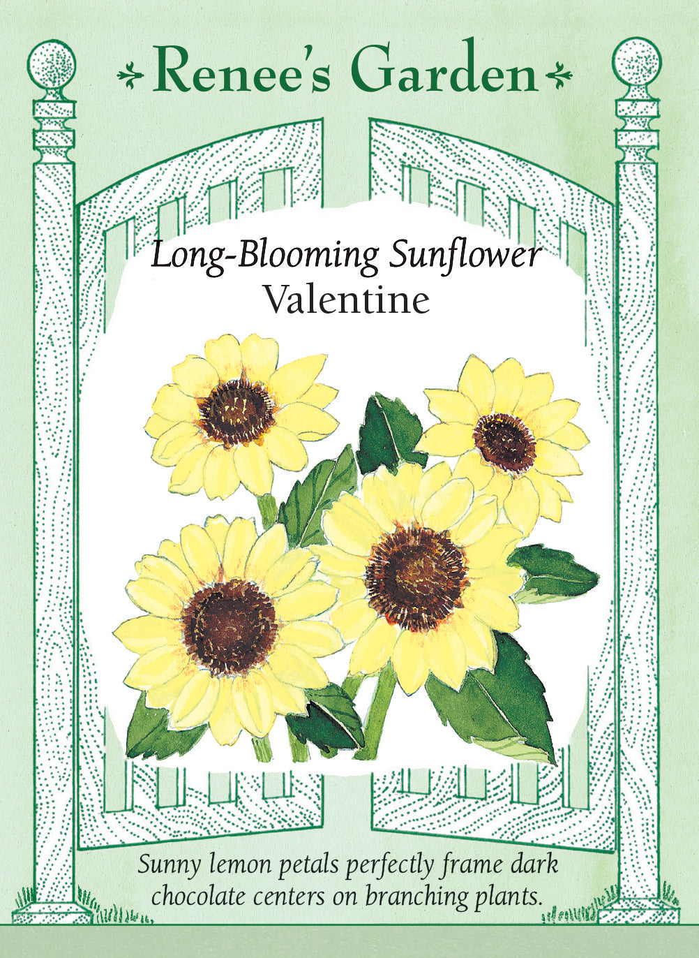 Visuel officiel de Renee's Garden associé aux semences de Tournesol ‘Valentine’, référence RN5004. Les fleurs jaune citron pâle présentent un centre chocolat et mesurent environ 10 à 13 cm (4 à 5 po). Les plantes ramifiées atteignent environ 1,5 m (5 pi). Les tiges fleuries conviennent aux bouquets et aux massifs.