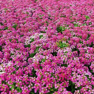 Une nappe de petites fleurs roses et pourpres couvre presque toute l’image. Des groupes blancs apparaissent par endroits entre les zones plus colorées. Les corolles serrées montrent de petits centres clairs, avec quelques tiges et feuilles vertes dans les interstices. Le cadrage suit cette couverture fleurie jusqu’aux bords, sans mettre une fleur isolée au premier plan.