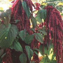 Amarante queue-de-renard 'Love-Lies-Bleeding'
