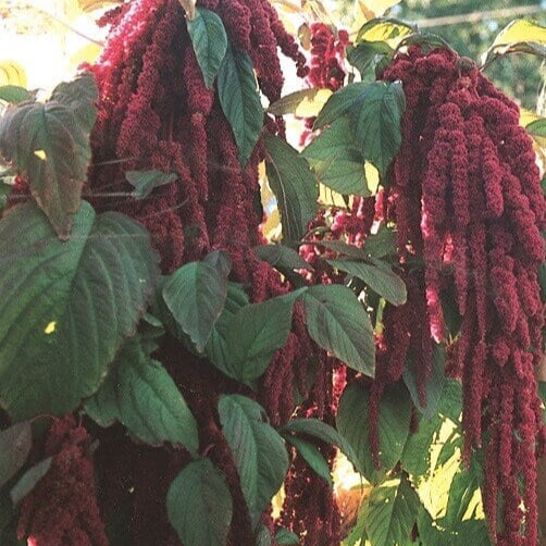 Amarante queue-de-renard 'Love-Lies-Bleeding'