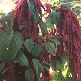 Amarante queue-de-renard 'Love-Lies-Bleeding'