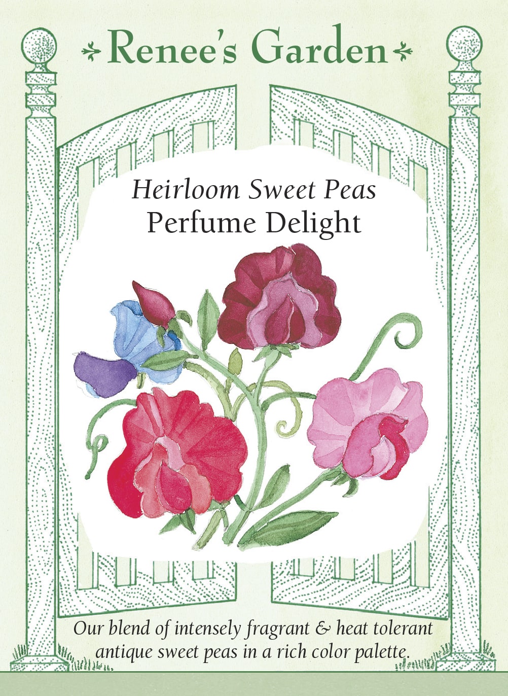 Visuel officiel de Renee's Garden associé aux semences de Pois de senteur en mélange Perfume Delight, référence RN5020. Ce mélange de variétés anciennes parfumées comprend du rose, du rose pâle, du lavande, du pourpre, du cramoisi et du blanc, avec plusieurs fleurs bicolores. Les plantes grimpantes sont sélectionnées pour mieux tolérer la chaleur.