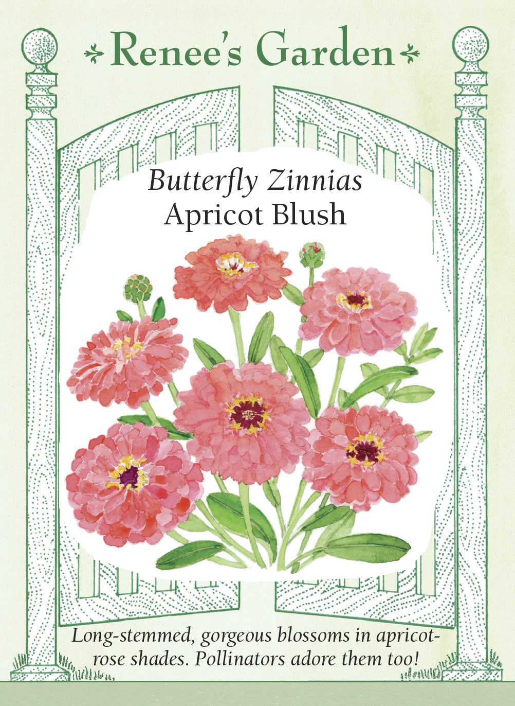 Visuel officiel de Renee's Garden associé aux semences de Zinnia ‘Apricot Blush’, référence RN5023. Les fleurs doubles présentent des nuances d’abricot rosé et de saumon. Les plantes ramifiées atteignent environ 1,1 m (3½ pi) et produisent de longues tiges pour la coupe. Cette sélection appartient à la série Benary’s Giant.