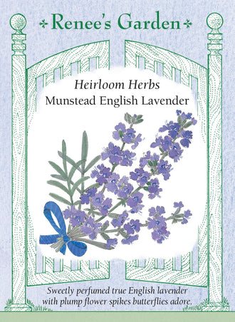 Visuel officiel de Renee's Garden associé aux semences de Lavande ‘Munstead’, référence RN5026. Cette lavande anglaise forme des touffes gris-vert d’environ 45 à 60 cm (1,5 à 2 pi). Les épis bleu lavande sont parfumés. Le semencier la propose pour les bordures et les aménagements décoratifs. Le feuillage et les fleurs apportent des textures fines, sans que leur présence suffise à confirmer une rusticité précise pour chaque jardin.