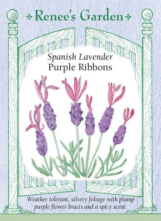 Visuel officiel de Renee's Garden associé aux semences de Lavande papillon ‘Purple Ribbons’, référence RN5032. Cette lavande possède un feuillage gris argenté et des épis pourpres surmontés de bractées plus claires. Le semencier décrit un parfum épicé rappelant le pin. Cette référence de Lavandula stoechas apprécie la chaleur. Dans les régions aux hivers froids, le semencier la propose surtout comme plante aromatique à cultiver en contenant.