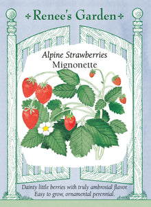 Visuel officiel de Renee's Garden associé aux semences de Fraisier des bois ‘Mignonette’, référence RN5036. Ce fraisier compact produit de petites fraises rouges et pointues, au parfum de fraise des bois. Le semencier indique une fructification possible dès la première saison à partir du semis. Les touffes feuillées conviennent aux bordures et aux contenants. Les petits fruits se récoltent mûrs pour profiter de leur arôme.