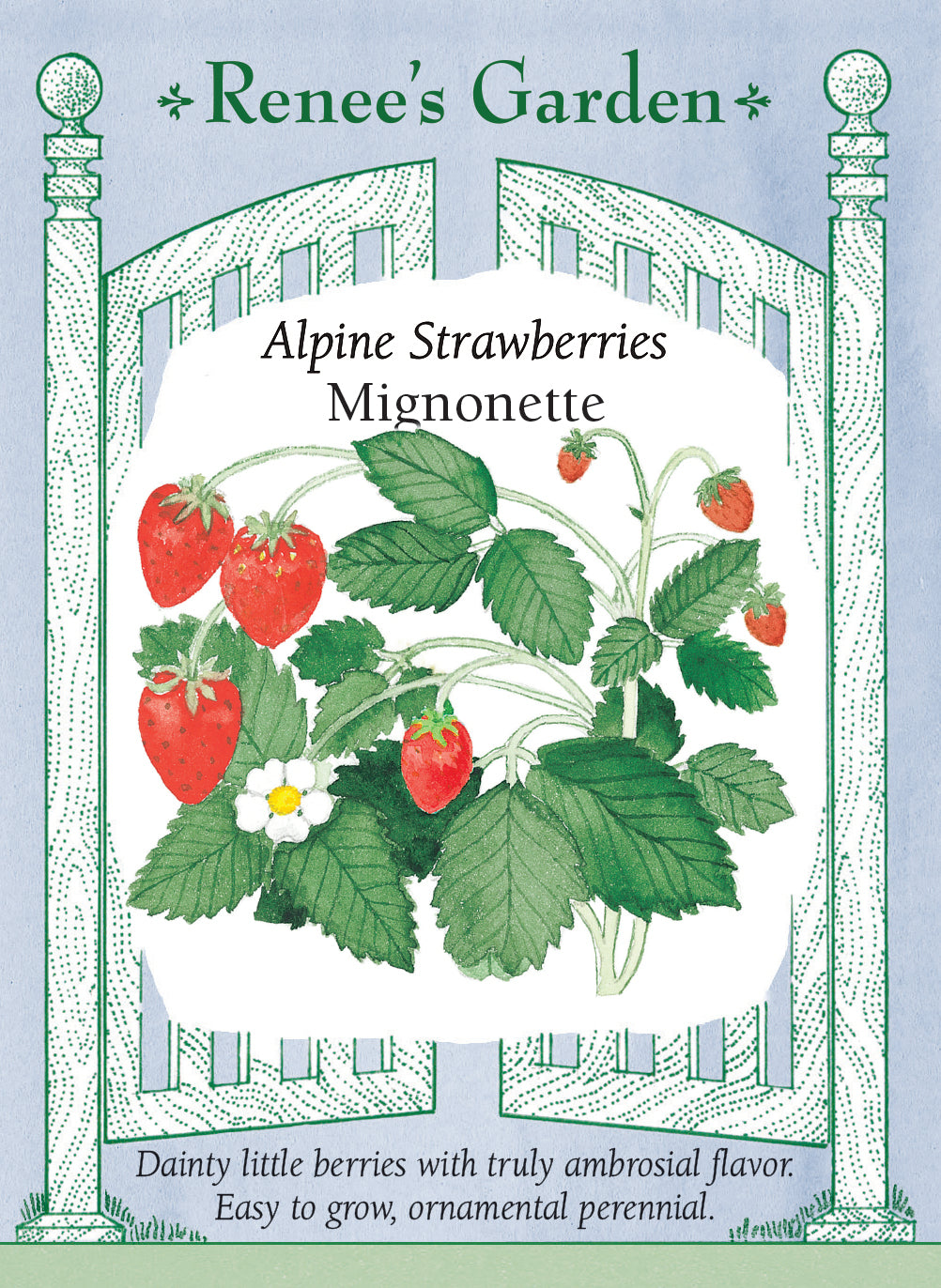 Visuel officiel de Renee's Garden associé aux semences de Fraisier des bois ‘Mignonette’, référence RN5036. Ce fraisier compact produit de petites fraises rouges et pointues, au parfum de fraise des bois. Le semencier indique une fructification possible dès la première saison à partir du semis. Les touffes feuillées conviennent aux bordures et aux contenants. Les petits fruits se récoltent mûrs pour profiter de leur arôme.
