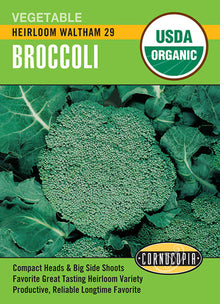 Visuel officiel de Cornucopia associé aux semences de Brocoli ‘Waltham 29’, référence CS503. Cette référence propose la variété de brocoli Waltham 29. La récolte porte sur les inflorescences encore fermées, au stade où elles conservent une texture tendre. Cette image accompagne la fiche de cette sélection et permet de repérer le produit correspondant dans le catalogue de semences.