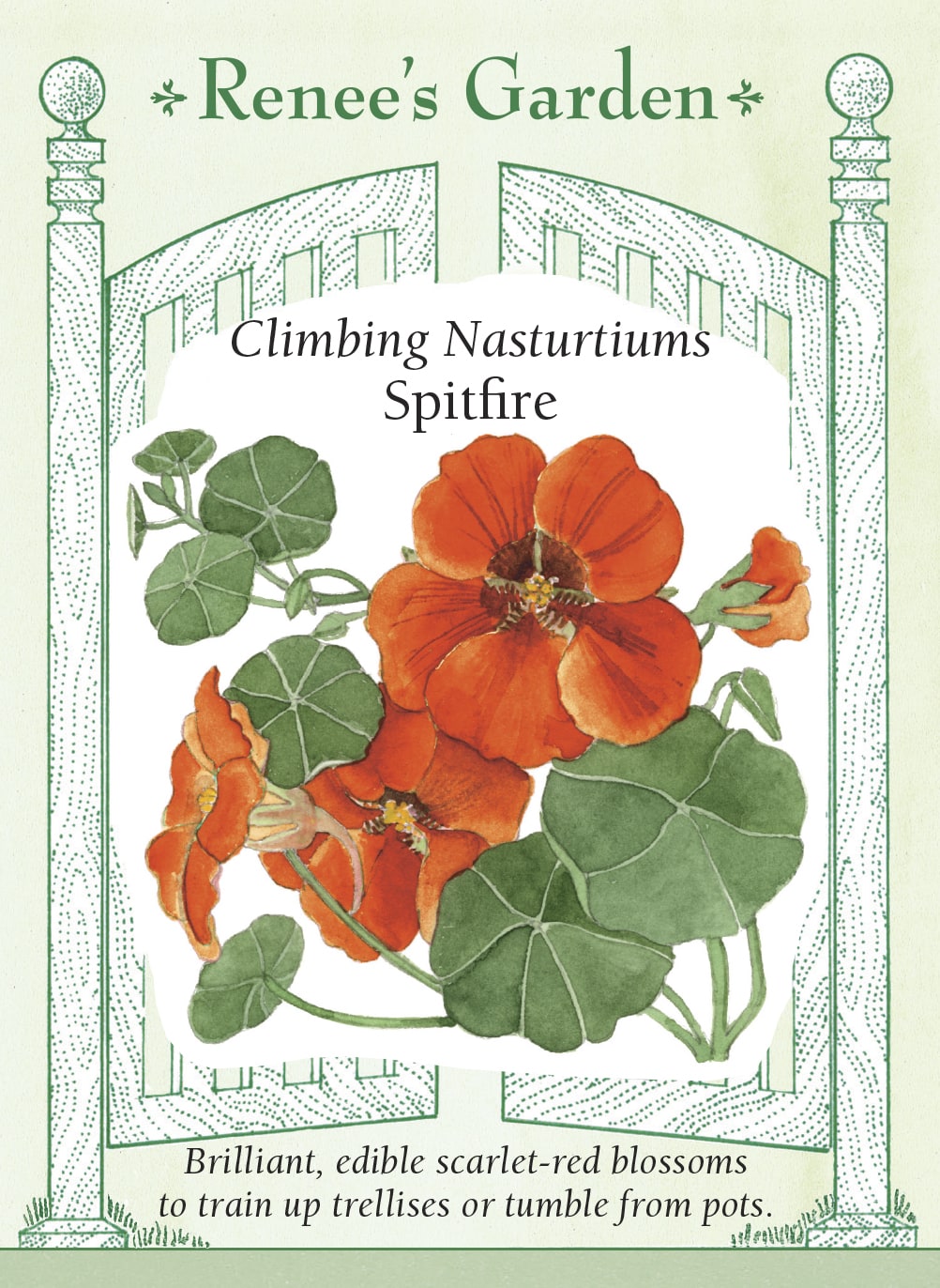 Visuel officiel de Renee's Garden associé aux semences de Capucine ‘Spitfire’, référence RN5043. Les fleurs écarlates apparaissent parmi des feuilles arrondies portées par des tiges grimpantes ou retombantes. Leur nectar attire les colibris. Les fleurs et les feuilles sont comestibles; leurs notes poivrées conviennent aux garnitures et aux salades. Cette image accompagne la fiche de cette sélection et permet de repérer le produit correspondant dans le catalogue de semences.