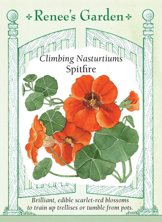Visuel officiel de Renee's Garden associé aux semences de Capucine ‘Spitfire’, référence RN5043. Les fleurs écarlates apparaissent parmi des feuilles arrondies portées par des tiges grimpantes ou retombantes. Leur nectar attire les colibris. Les fleurs et les feuilles sont comestibles; leurs notes poivrées conviennent aux garnitures et aux salades. Cette image accompagne la fiche de cette sélection et permet de repérer le produit correspondant dans le catalogue de semences.