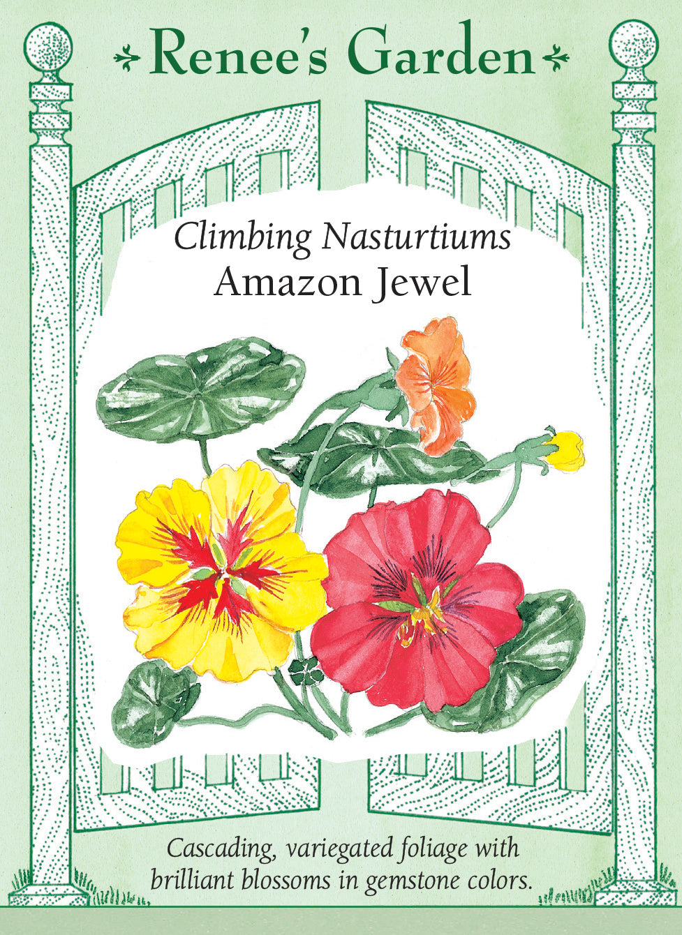 Visuel officiel de Renee's Garden associé aux semences de Capucines grimpantes en mélange Amazon Jewel, référence RN5044. Le feuillage grimpant et panaché de vert et de crème accompagne des fleurs simples dans des tons de citrouille, de rose pêche, de rubis, d’or et de citron pâle. Les tiges peuvent courir sur le sol, garnir une clôture ou retomber d’un contenant.